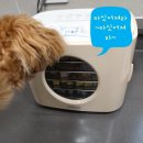 달복이간식