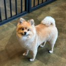 퍼피살롱 이미지