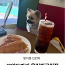꼬앙드파리 | 방이동 브런치 카페 꼬앙드파리 강아지 동반