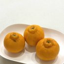 서귀포가정행복상담소 | 제주도 서귀포 고당도 한라봉 귤스데이 후숙 보관 방법