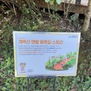 계족산황톳길 | 주말 힐링 여행, 대전 계족산 황톳길 다녀왔어요 🌿