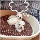 전주강아지분양 미니퍼피 가정견사 직영 | 전주강아지분양, 미니퍼피 강아지분양 가정견사 전주직영점에서의 따뜻한 경험!