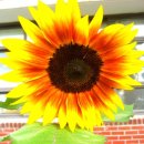 약수초등학교 이미지