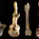 THE 짝 | [고생물] 짝짓기하면서 당한 부상 부위로 공룡 성별을 판단한다?