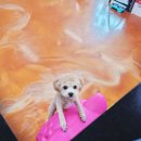 엔조이펫 이미지