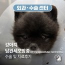 산정메디칼 | 강아지 담관세포암종(Cholangiocellular carcinoma) 수술 및 치료 후기