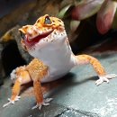 (주)비타민소리