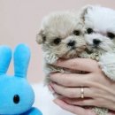 카페미루 이미지