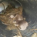 화천군수달연구센터 이미지