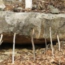 자작나무 조형물 이미지