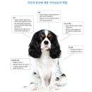 벳파이