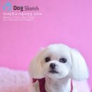 초롱이 애견 미용샵 이미지