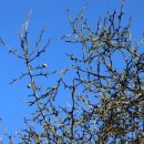 석성동헌 탱자나무 이미지