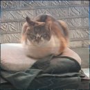 BG카케어 | 간단한 크리스마스 선물 추천