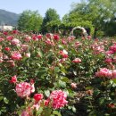 왕자농장 이미지