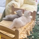 부산고양이분양 퍼스트캣 부산점 이미지