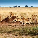 세렝게티 이미지