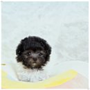 토이 켄넬 이미지