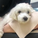 정성환동물병원 이미지