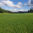 샤인덴탈 대구중부점 | 김천 포도cc 패키지 12월골프여행