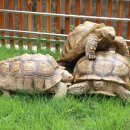 거북가든 이미지