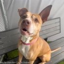 꼬리 흔드는 강아지 이미지