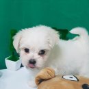 더폼나고 더폼나개 이미지