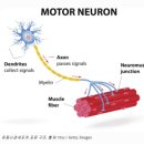 루게릭병의 주요 원인으로 지목되는 운동신경세포(Motor Neuron)의 손상을 막고 회복 시킬 수 있는 방법 ​ 이미지