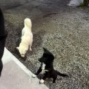 스마일펜션 | 양평 [스마일 카라반 펜션] 솔직후기 / 양평 숙소