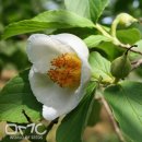 여름동백 (Japanese Stewartia) 이미지