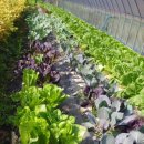 안덕농장 이미지