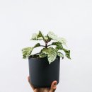 광은2농장 이미지