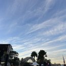 달링동물병원 | 혼자 간 SYD 일기 2️⃣