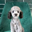 멍분의 멍 이미지