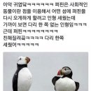 퍼핀 이미지