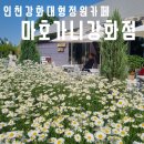 인천대형정원카페 마호가니강화점1 도레도레빌리지 명당자리 포토존팁 상세정보