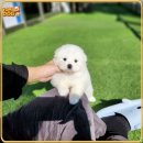 뭉뭉이네 | 연천사모예드분양 성공 후기! 뭉뭉이 천국 경험담