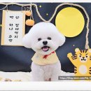 커몽 | 부천애견미용 커몽에서 받은 강아지 미용 후기