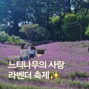화승시스템 | 지금 안가면 후회!양산 느티나무의사랑 라벤더축제 주차 꿀팁(사송역 셔틀)