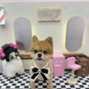 멍발란스 이미지