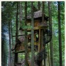 트리하우스 이미지