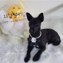 댕댕샤워 이미지