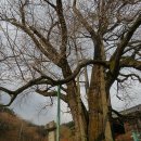 청도군-17 이미지