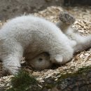 엄마와 아기곰 이미지