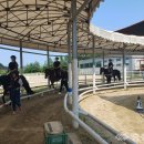 홍성군승마장 이미지