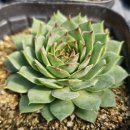 G0152 네이버블로그