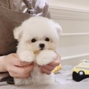 멈미스 이미지