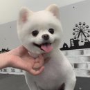 하이멍 애견미용 이미지