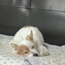 미야옹 벼락블로그