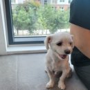 브이독(V-dog) 이미지